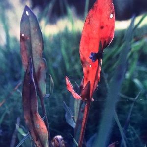 Meet your Posher, Desiree